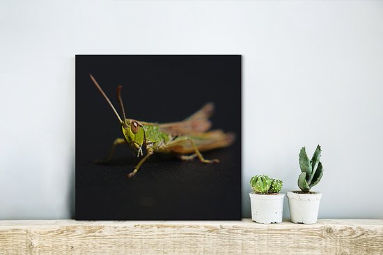 Sauterelle entourée de toile de couleur noire 2cm 20x20 cm - petit - Tirage photo sur toile (Décoration murale salon / chambre)