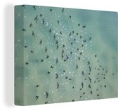 Tableau sur toile Oiseaux vue de dessus sur la mer - 40x30 cm - Décoration murale