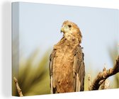 Tableau sur toile Aigle royal assis sur une branche - 150x100 cm - Décoration murale