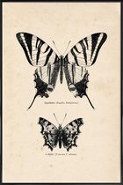 JUNIQE - Poster in kunststof lijst Butterfly Engraving -20x30 /Bruin &