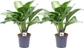 Decorum Duo Aglaonema Silver Bay – ↨ 50cm – ⌀ 17cm