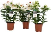 Trio lelie 'Souvenir White' (wit) – ↨ 35cm – ⌀ 13cm