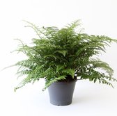 Asplenium Parvati – ↨ 40cm – ⌀ 21cm