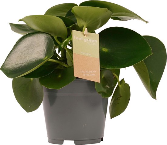 Peperomia, pot en céramique suspendu, 13cm