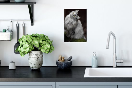 Muurstickers - Sticker Folie - Wit met grijze Maine Coon kat - 20x30 cm - Plakfolie - Muurstickers Kinderkamer - Zelfklevend Behang - Zelfklevend behangpapier - Stickerfolie