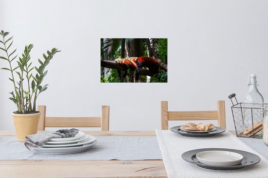 Sticker Muursticker Pandas rouges - Pandas rouges reçus - 30x20 cm - feuille autocollante - sticker mural repositionnable