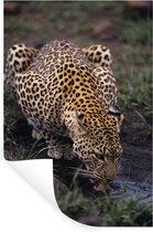 Sticker Muursticker Animaux à boire - Léopard d'Afrique à boire - 20x30 cm - film autocollant - sticker mural repositionnable