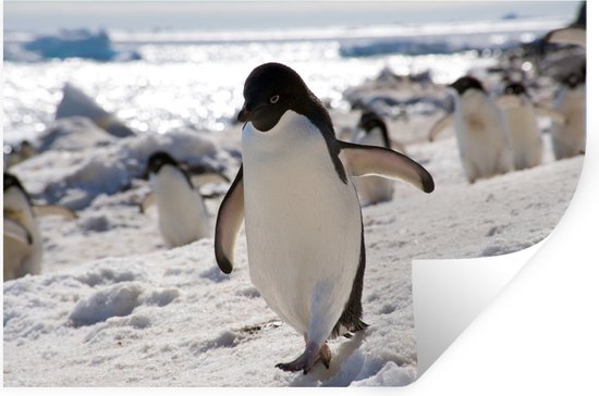 Sticker Muursticker Manchot Adélie - Manchot Adélie en tête - 60x40 cm - film adhésif autocollant - sticker mural repositionnable