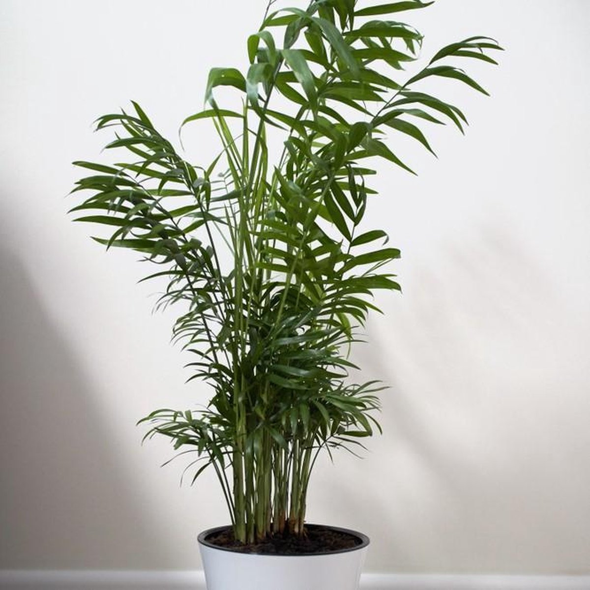 Chamaedorea Elegans – Mexicaanse Dwergpalm