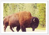 Poster Met Witte Lijst - Yellowstone Buffalo Poster