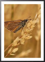 Poster Met Zwarte Lijst - Lepidoptera Poster