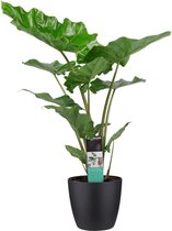 Decorum Alocasia Portadora Kamerplant - Met Elho® Brussels Zwarte Bloempot - 90cm