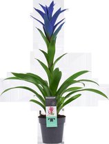 Decorum Guzmania - Kokerplant - Kamerplant - Ocean Blue - 60cm - ø13cm