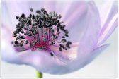 Schilderij Anemone, 4 maten, multi-gekleurd, Premium print