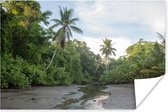 Poster Klein riviertje in tussen de bomen van het Nationaal park Corcovado in Costa Rica - 30x20 cm