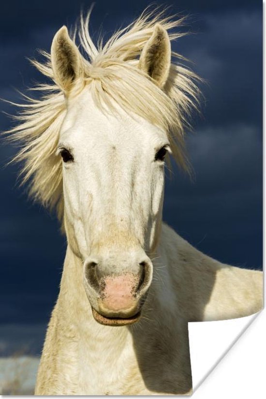 Affiche Cheval en Camargue - 20x30 cm