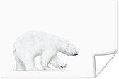 ijsbeer voor witte achtergrond poster papier 120x80 cm - Foto print op Poster (wanddecoratie woonkamer / slaapkamer) / Wilde dieren Poster