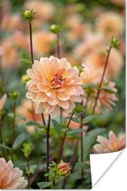 Poster Bloeiende dahlia - 20x30 cm