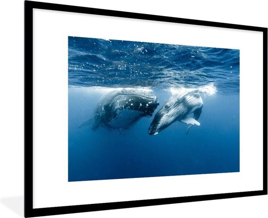 Image encadrée - Deux baleines à bosse nagent côte à côte cadre