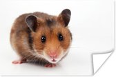 Poster Nieuwsgierige hamster - 30x20 cm