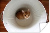 Kat in prullenbak poster papier 60x40 cm - Foto print op Poster (wanddecoratie woonkamer / slaapkamer) / Huisdieren Poster