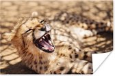 Baby cheetah in de Savanne poster papier 120x80 cm - Foto print op Poster (wanddecoratie woonkamer / slaapkamer) / Wilde dieren Poster