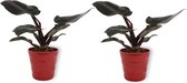 2x Kamerplant Philodendron Black Cardinal  | Speciale Kamerplant | ± 25cm hoog | 12cm diameter - in rode pot