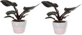 2x Kamerplant Philodendron Black Cardinal  | Speciale Kamerplant | ± 25cm hoog | 12cm diameter - in roze betonnen pot