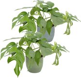 Mama's Planten - Duo Monstera Minima - Vers Van De Kweker- ↨ 25cm - ⌀ 12cm