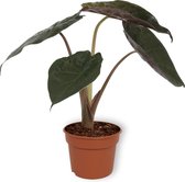 Kamerplant Alocasia Wentii - Olifantsoor - ± 30cm hoog - 12cm diameter