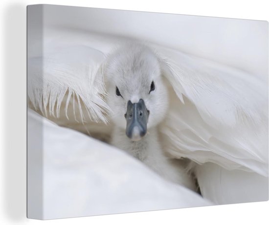 Baby zwaan Canvas 180x120 cm - Foto print op Canvas schilderij (Wanddecoratie)