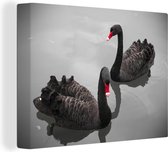 Black Swans Canvas 60x40 cm - Tirage photo sur toile (Décoration murale salon / chambre) / Peintures sur toile Animaux