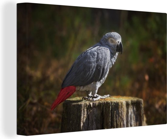 Canvas Schilderijgrijze roodstaart op afgezaagde boomstam - Wanddecoratie