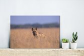 Canvas Schilderij Hyena - Gras - Azië - 30x20 cm - Wanddecoratie