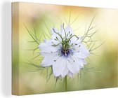 Canvas Schilderij Close-up van de bloeiende nigella - 90x60 cm - Wanddecoratie