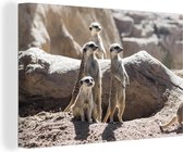 Famille de suricate debout au soleil du matin Toile 90x60 cm - Tirage photo sur toile peinture (Décoration murale salon / chambre) / animaux sauvages Peintures sur toile
