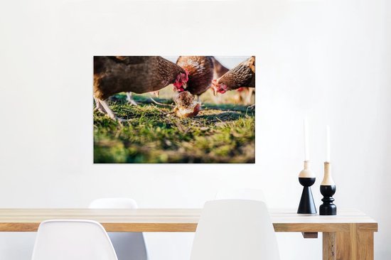 Poules mangeant des pommes 60x40 cm - Tirage photo sur toile (Décoration murale salon / chambre) / Animaux de la ferme Peintures sur toile