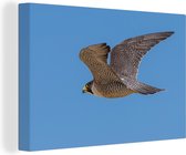 Faucon pèlerin vole sous un ciel clair Toile 140x90 cm - Tirage photo sur toile (Décoration murale salon / chambre)