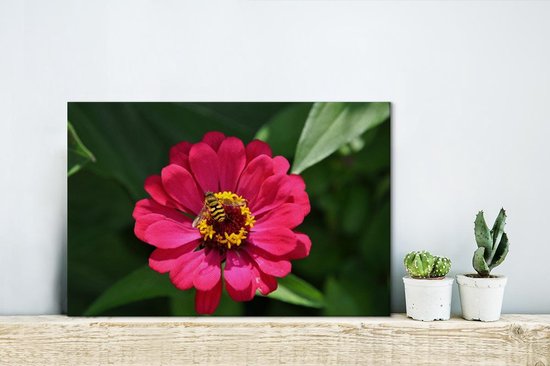 Canvas Schilderij Roze zinnia bloem met een bij erop - 30x20 cm - Wanddecoratie