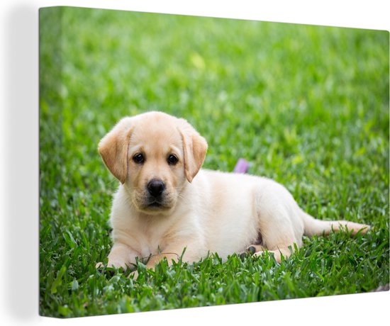 Puppy Labrador en toile d'herbe 2cm 180x120 cm - Tirage photo sur toile (Décoration murale salon / chambre) / Animaux domestiques Peintures sur toile XXL / Groot format!