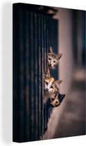 Canvas - Katten - Dieren - Kittens - Huisdieren - Muurdecoratie - 80x120 cm - Schilderijen op canvas - Woonkamer