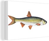 Canvas Schilderij Realisme - Vis - Karper - 60x40 cm - Wanddecoratie