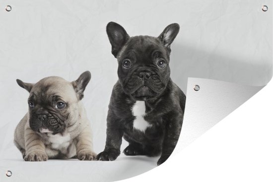 Poster chiot bouledogue français – Tableau