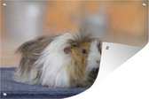 Muurdecoratie Mini cavia - 180x120 cm - Tuinposter - Tuindoek - Buitenposter