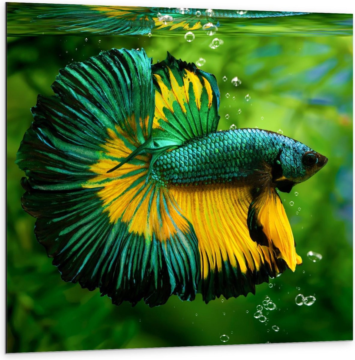 Dibond - Groen/Gele Vis in Aquarium - 100x100cm Foto op Aluminium (Wanddecoratie van metaal)