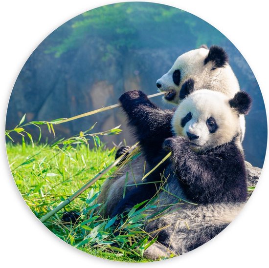 Forex Wandcirkel - Bamboe etend Pandakoppel - 100x100cm Foto op Wandcirkel (met ophangsysteem)