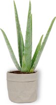 Aloe Vera Kamerplant - ± 30cm hoog - 12cm diameter - in grijze sierzak