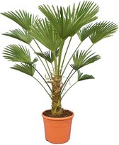 Trachycarpus wagnerianus Frosty - stam 30-40 cm - totale hoogte 120-140 cm - pot Ø 35 cm - Palmen  - MyPalmShop