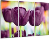 Peinture sur verre tulipe | Violet vert | 120x80cm 3 Liège | Tirage photo sur verre |  F002651