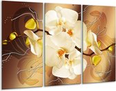 Glasschilderij Orchidee - Bruin, Crème - 120x80cm 3Luik - Foto Op Glas - Geen Acrylglas Schilderij - GroepArt 6000+ Glas Art Collectie - Maatwerk Mogelijk